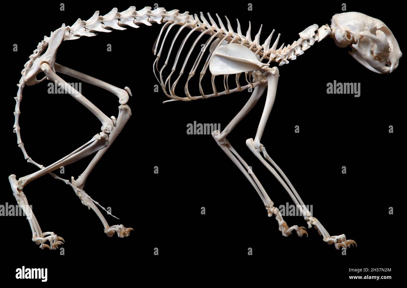 Cat Skeleton, Felis silvestris Stock Photo