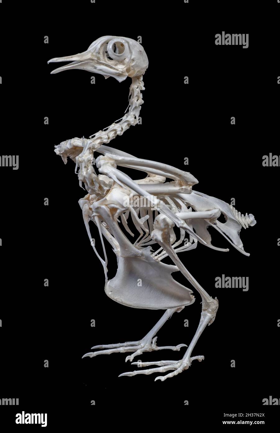 Common Rock Pigeon Skeleton, Columba liva Stock Photo