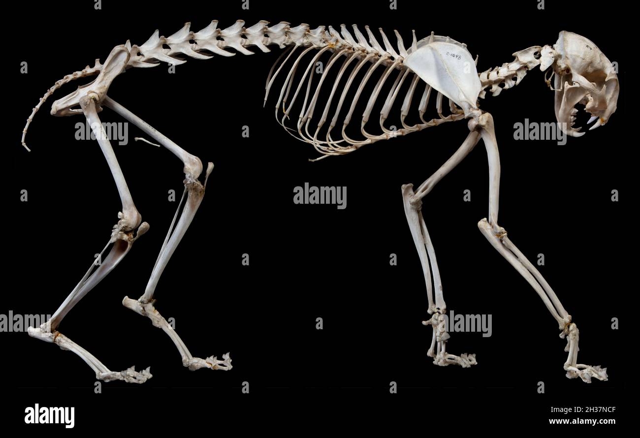 Lynx rufus Skeleton Stock Photo