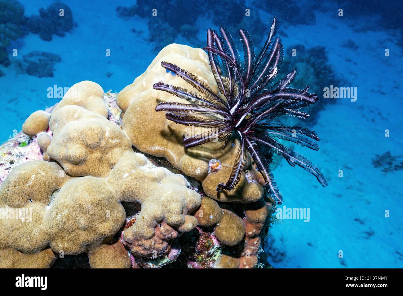Crinoidea deep hi-res stock photography and images - Alamy