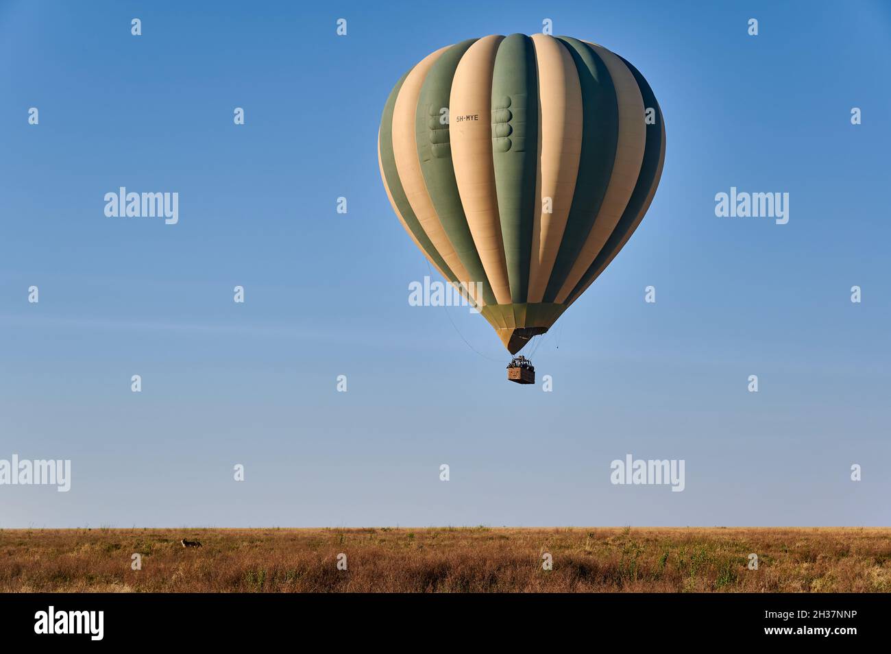 Hot air balloon over landscape of Serengeti National Park, Tanzania, Africa Stock Photo