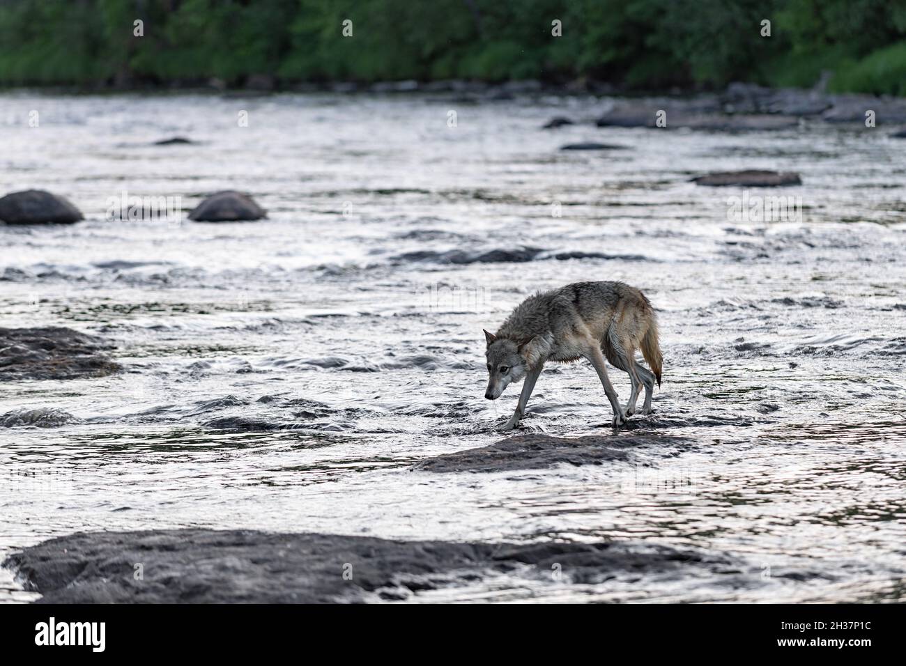 Grey Wolf (Canis lupus) Crosses River Head Down Summer - captive animal ...