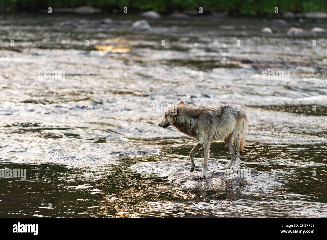 Grey Wolf (Canis lupus) Turns Around in River Summer - captive animal ...