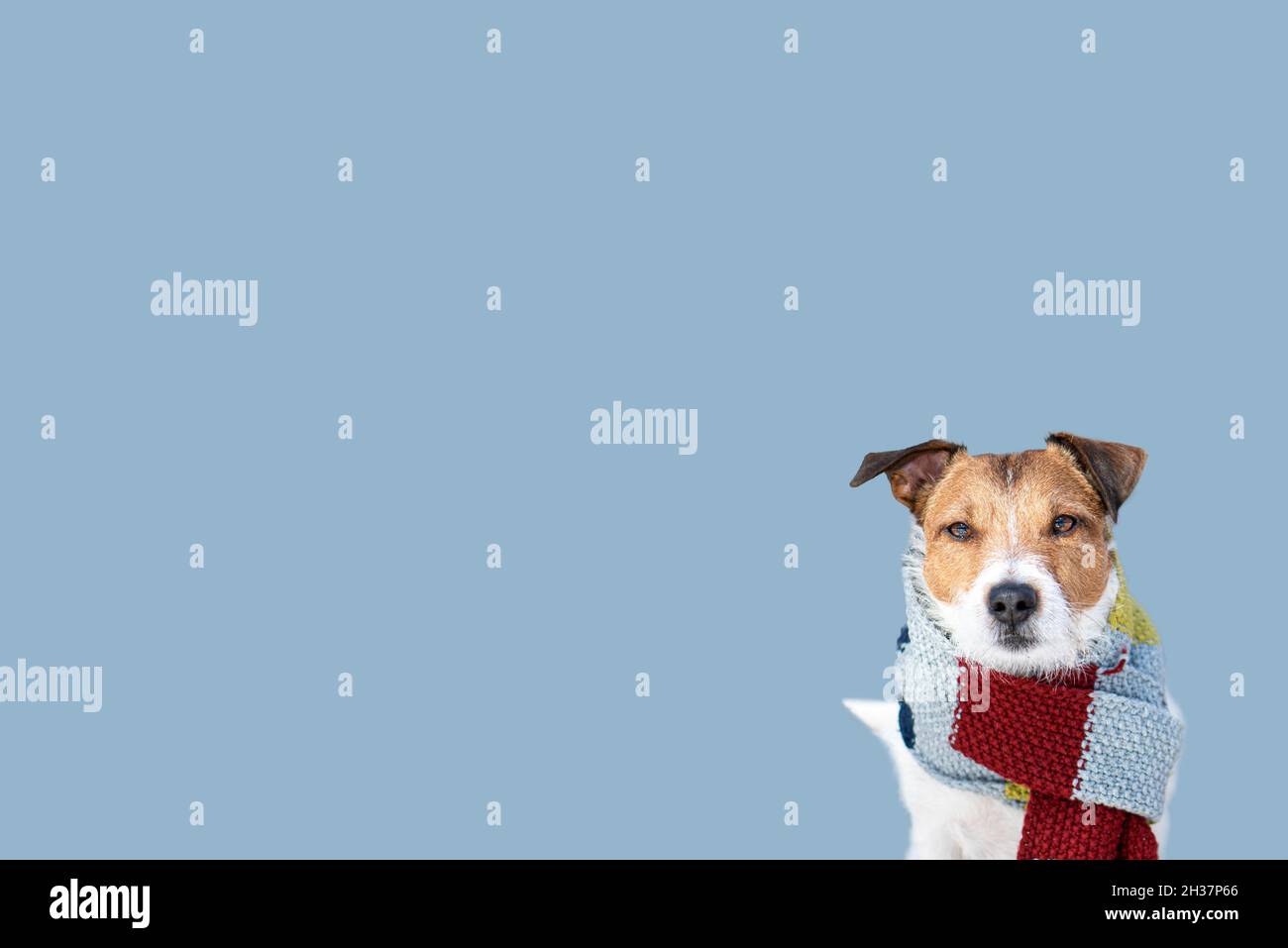 Winter weather background with dog in warm scarf ready for cold temperatures and extreme weather Stock Photo