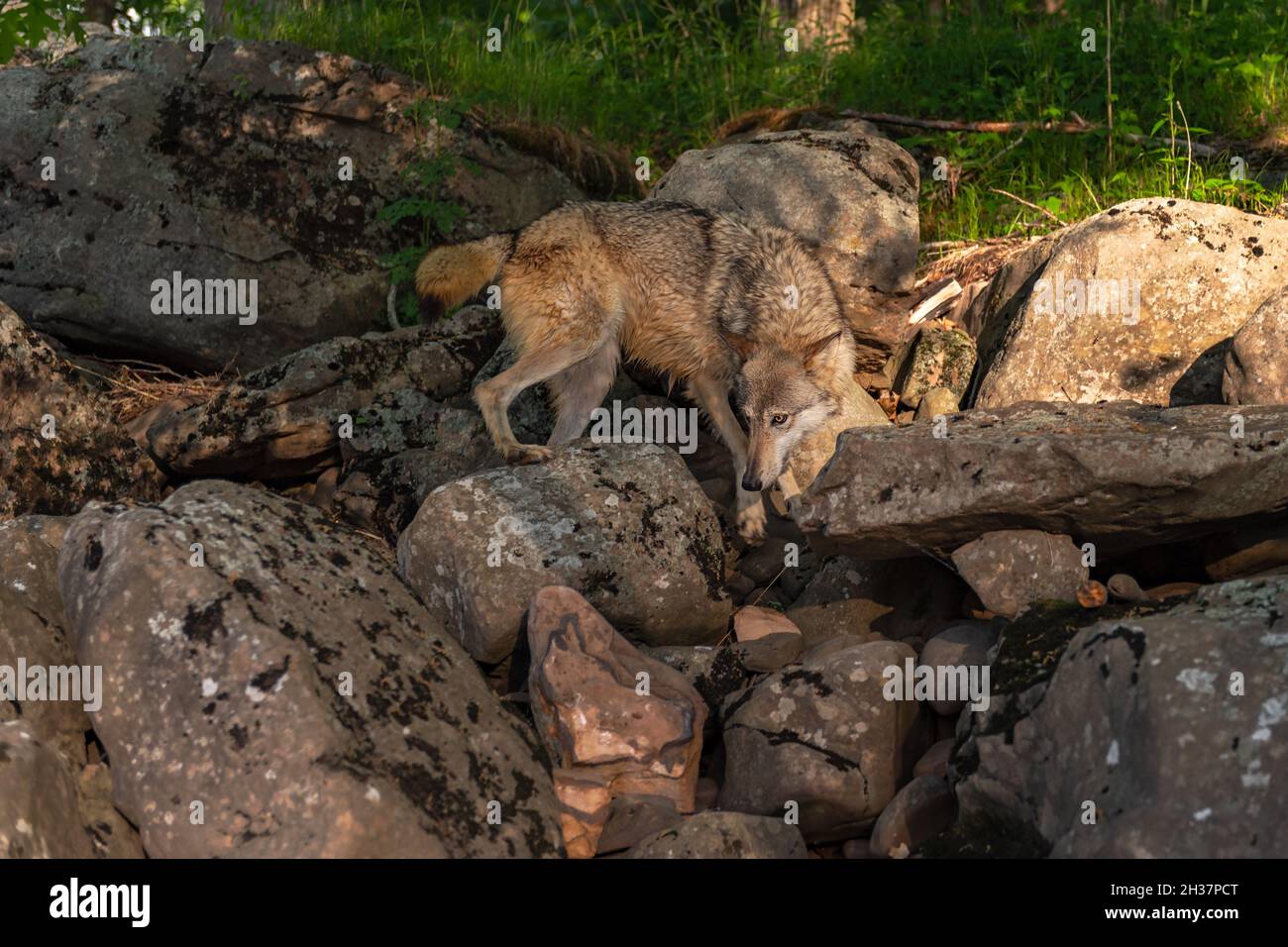 Grey Wolf (Canis lupus) Walks Along Rocks at Rivers Edge Summer ...