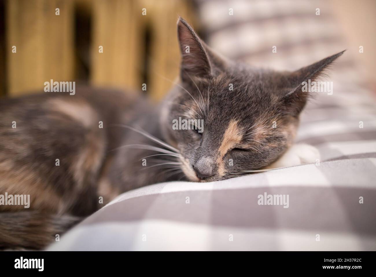 Cute cat sleeps with its head on a pillow near a warm radiator Stock