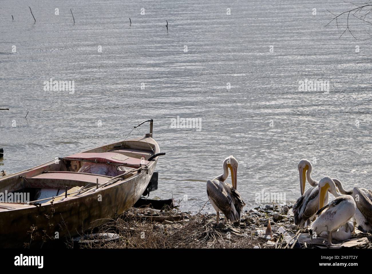 Vintage and wooden made single fishing boat and groups of storks or pelican Stock Photo