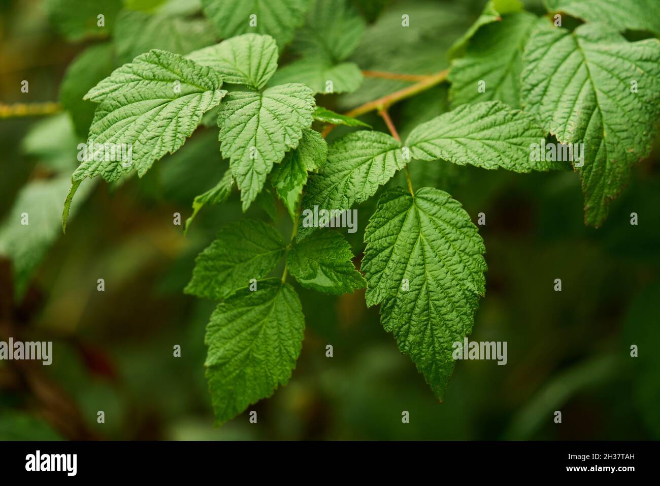 Inspiring Raspberry Bush Leaves Gallery