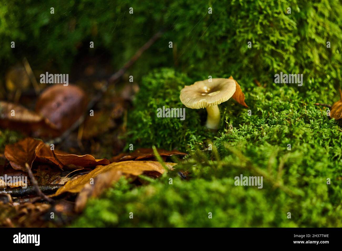 A mushrooms grows in damp, mossy undergrowth in woodland in Scotland. Stock Photo