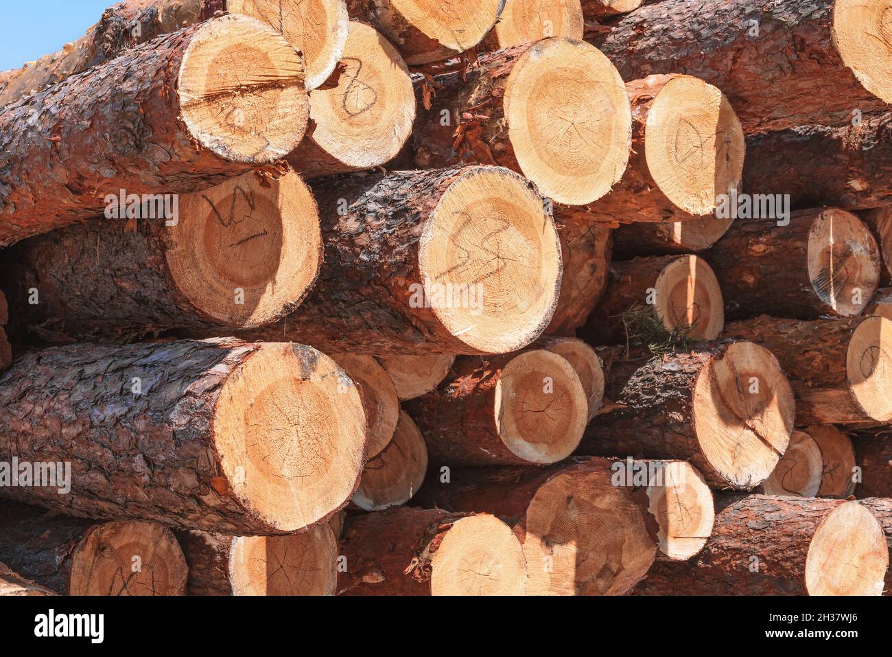 Pine logs from which boards and other lumber will be made. Stock Photo