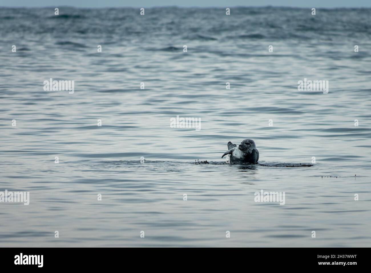 Cute harbor seal (common seal) on a rock on Ytri Tunga beach; on Snaefellsness peninsula; Iceland Stock Photo