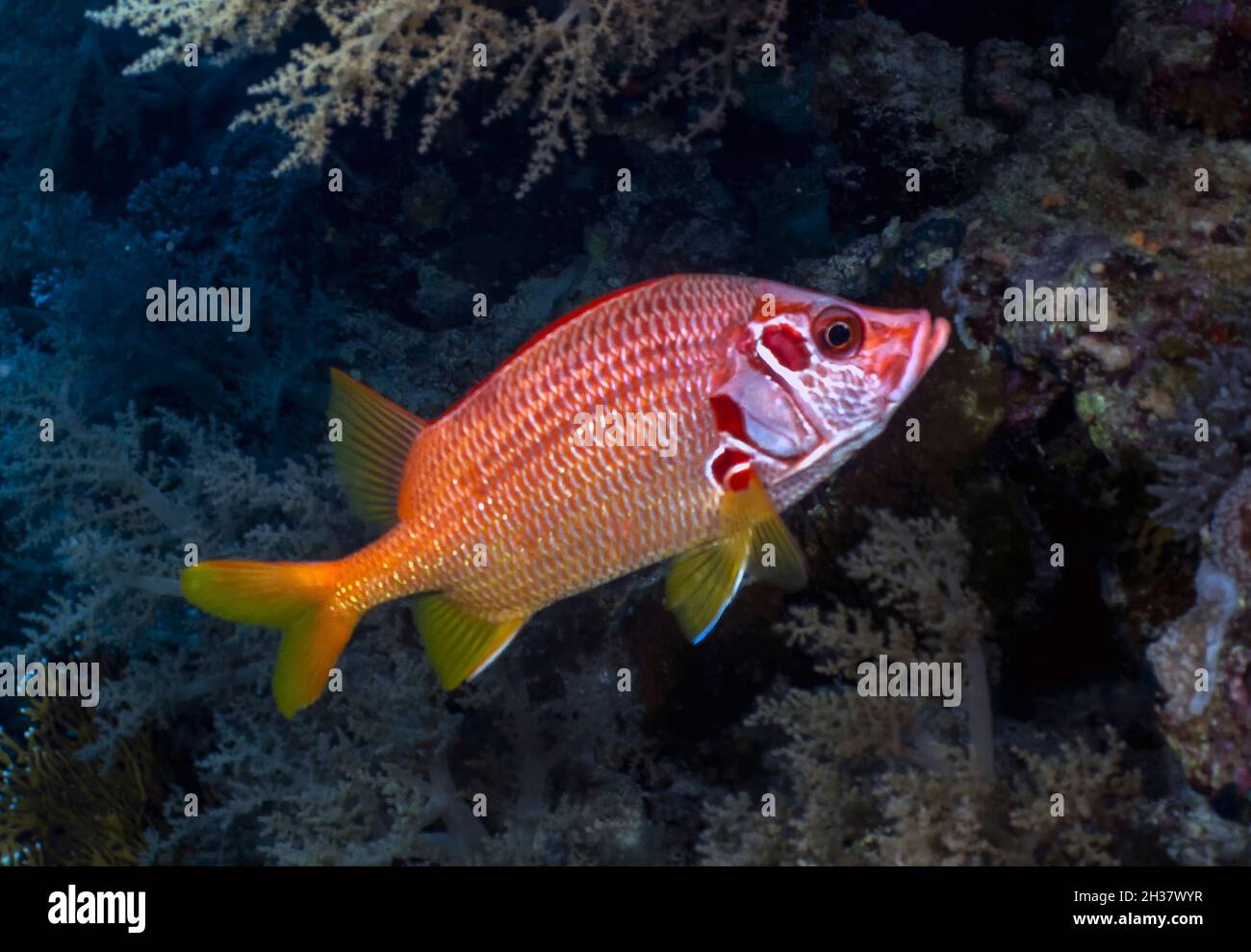 A Giant Squirrelfish (Sargocentron spiniferum) in the Red Sea, Egypt Stock Photo