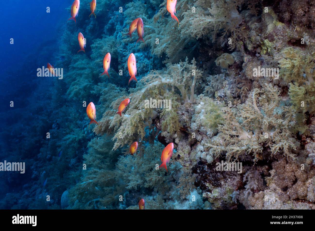 Jewel Fairy Basslets (Pseudanthias squamipinnis) in the Red Sea, Egypt Stock Photo