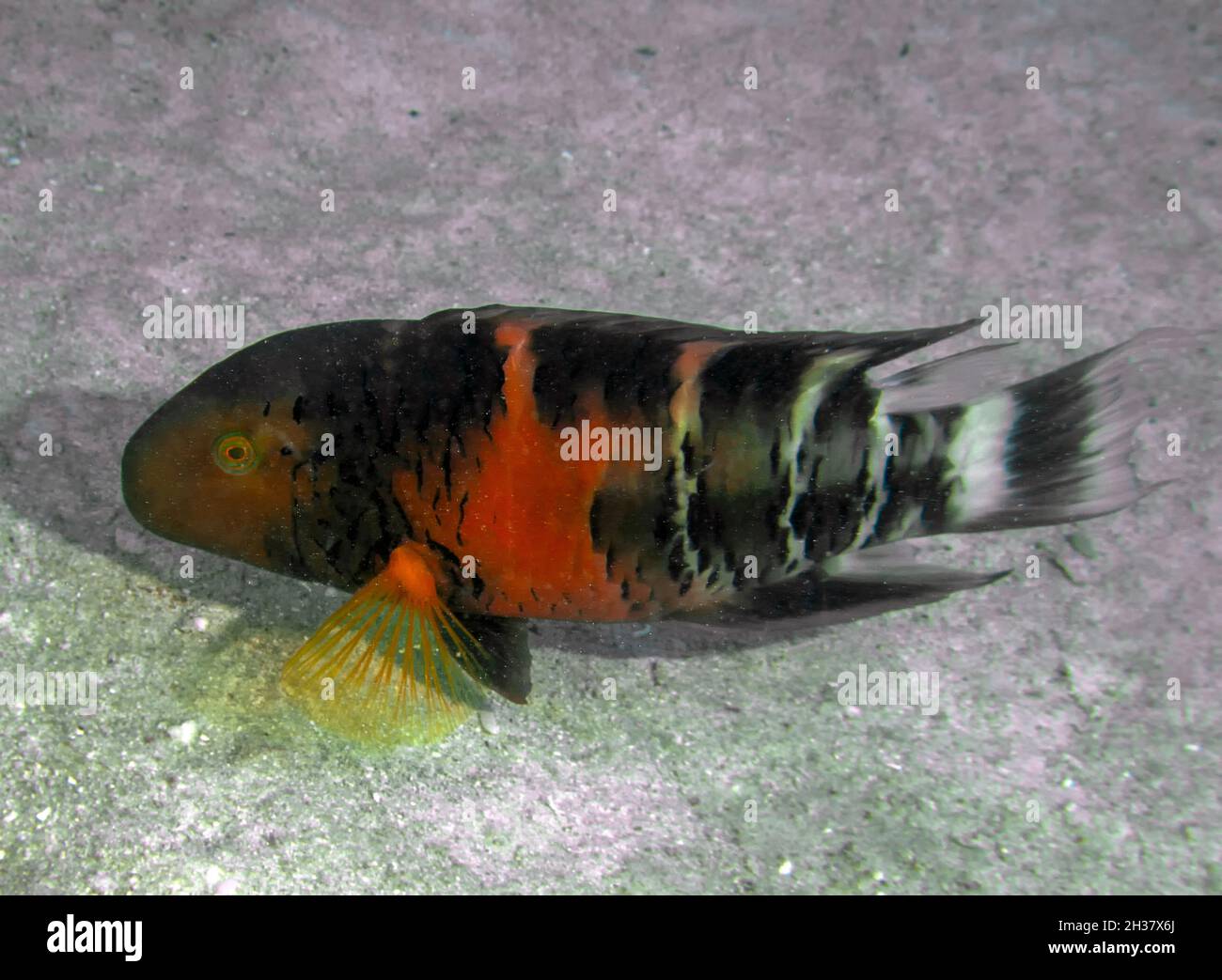 A Red Breasted Wrasse (Cheilinus fasciatus) in the Red Sea, Egypt Stock Photo