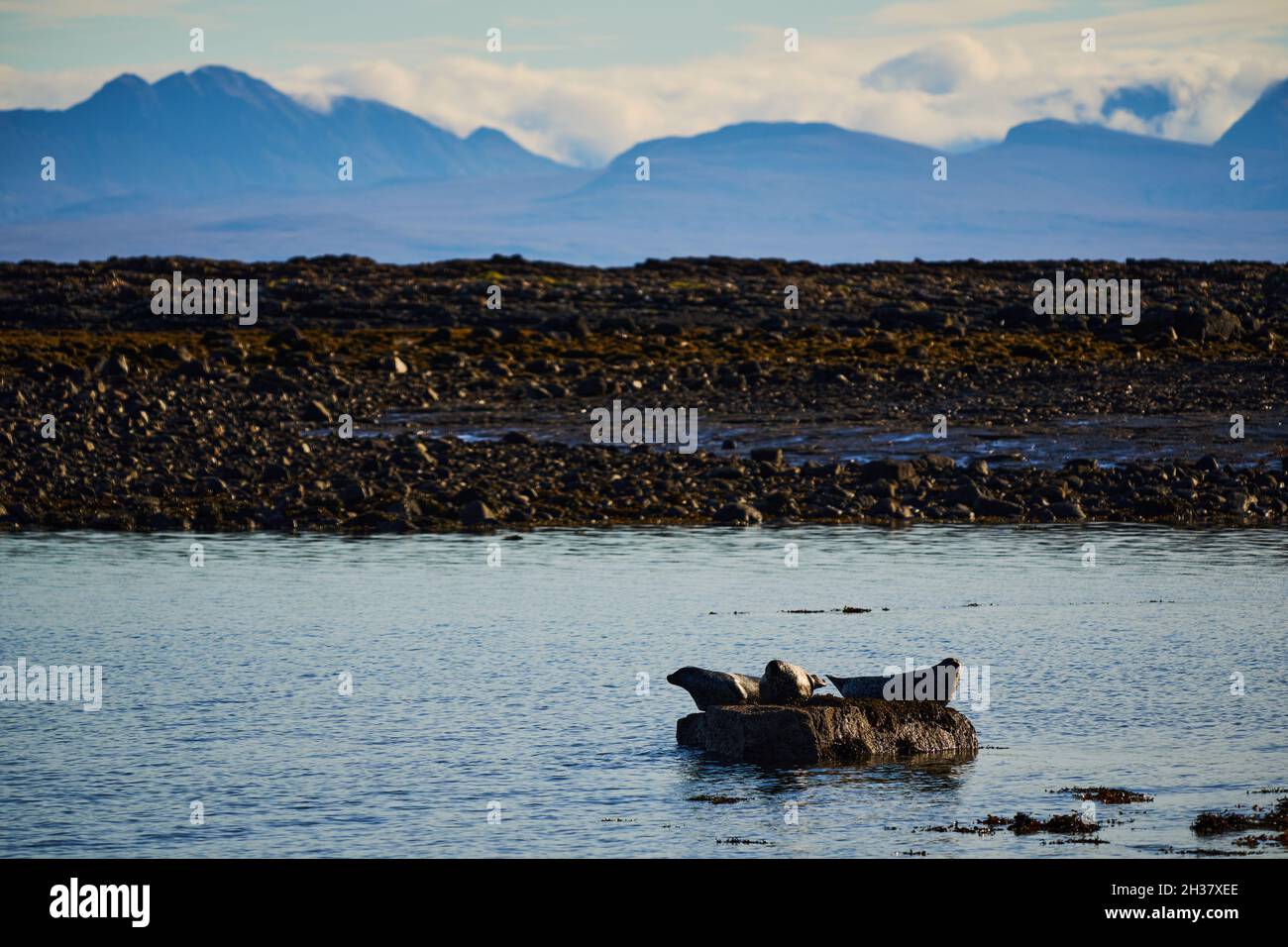 Seals at Staffin harbour, with mountains of the Scottish Highlands in the background. Stock Photo