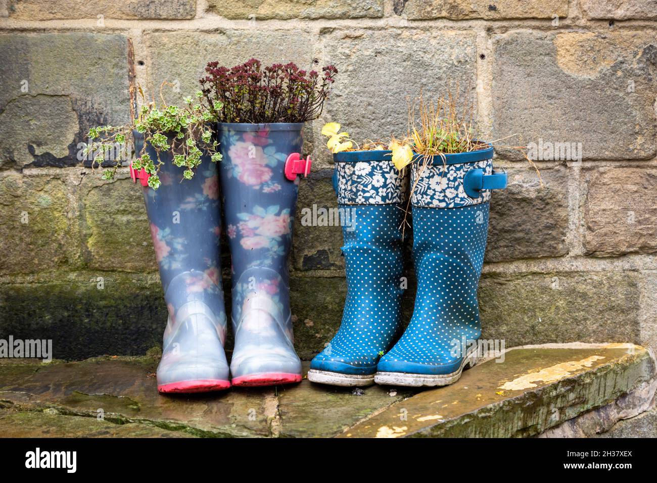 Wellington boots repurposed as plant pots, UK Stock Photo - Alamy