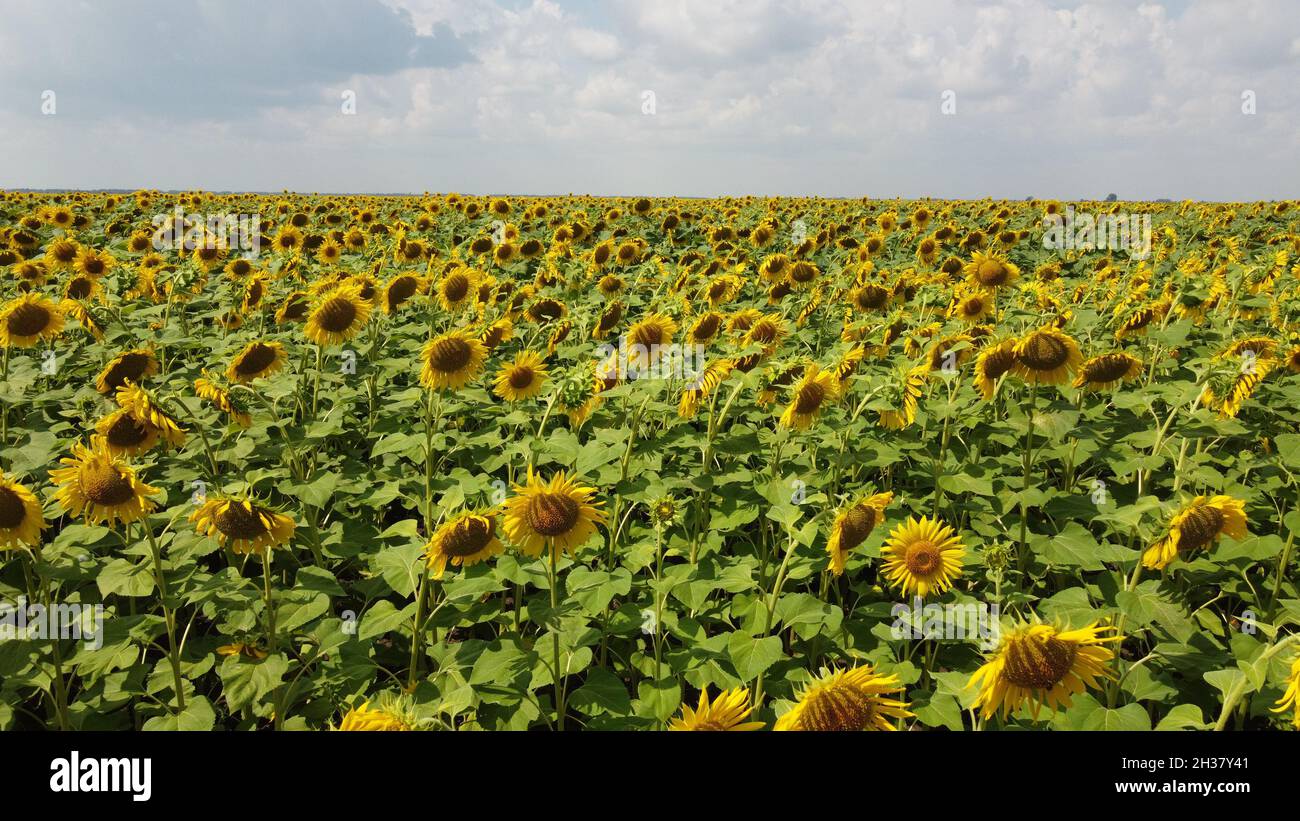 A field of sunflowers under a cloudy sky Stock Photo - Alamy