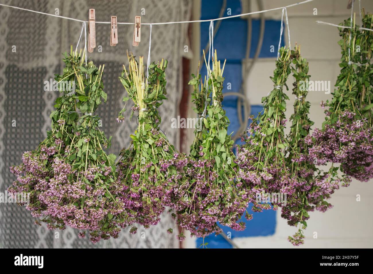 Bunches of oregano herbs. A healing plant with purple flowers. Stock Photo