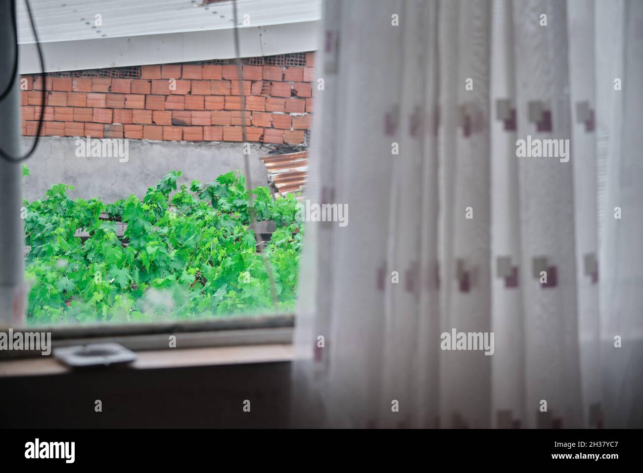 Behind the windows during rainy day with green grapevine and red bricks and roofs with ashtray on the windows Stock Photo