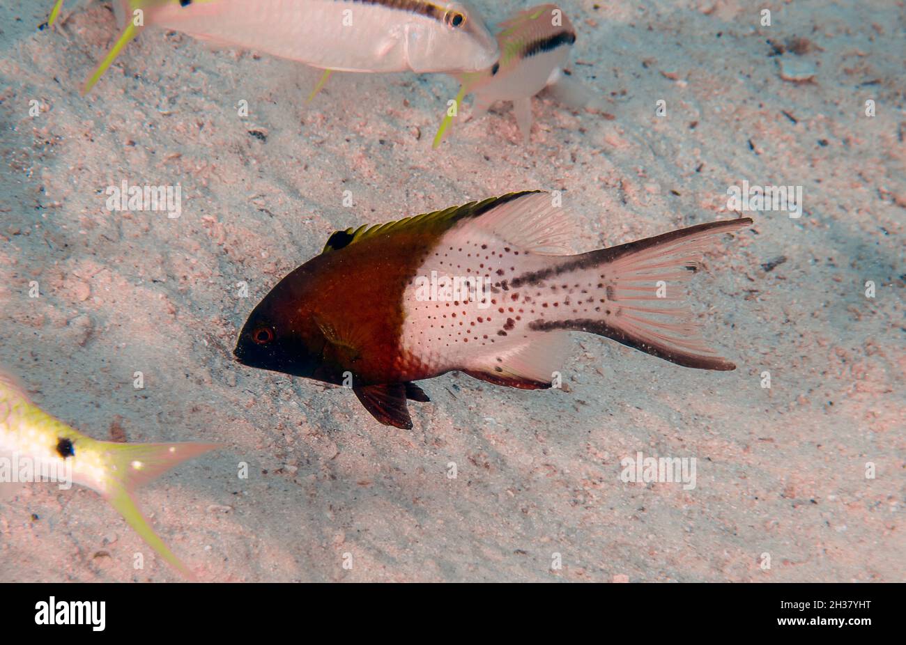 A Lyretail Hogfish (Bodianus anthiodes) in the Red Sea Stock Photo