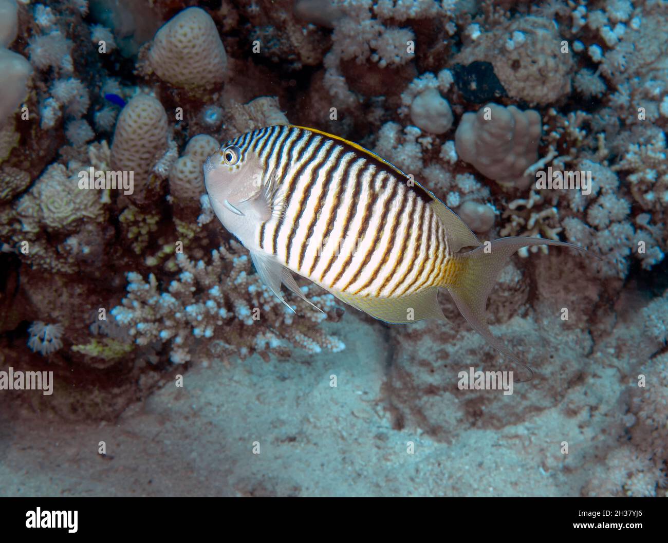 A Zebra Lyretail Angelfish (Genicanthus caudovittatus) in the Red Sea, Egypt Stock Photo