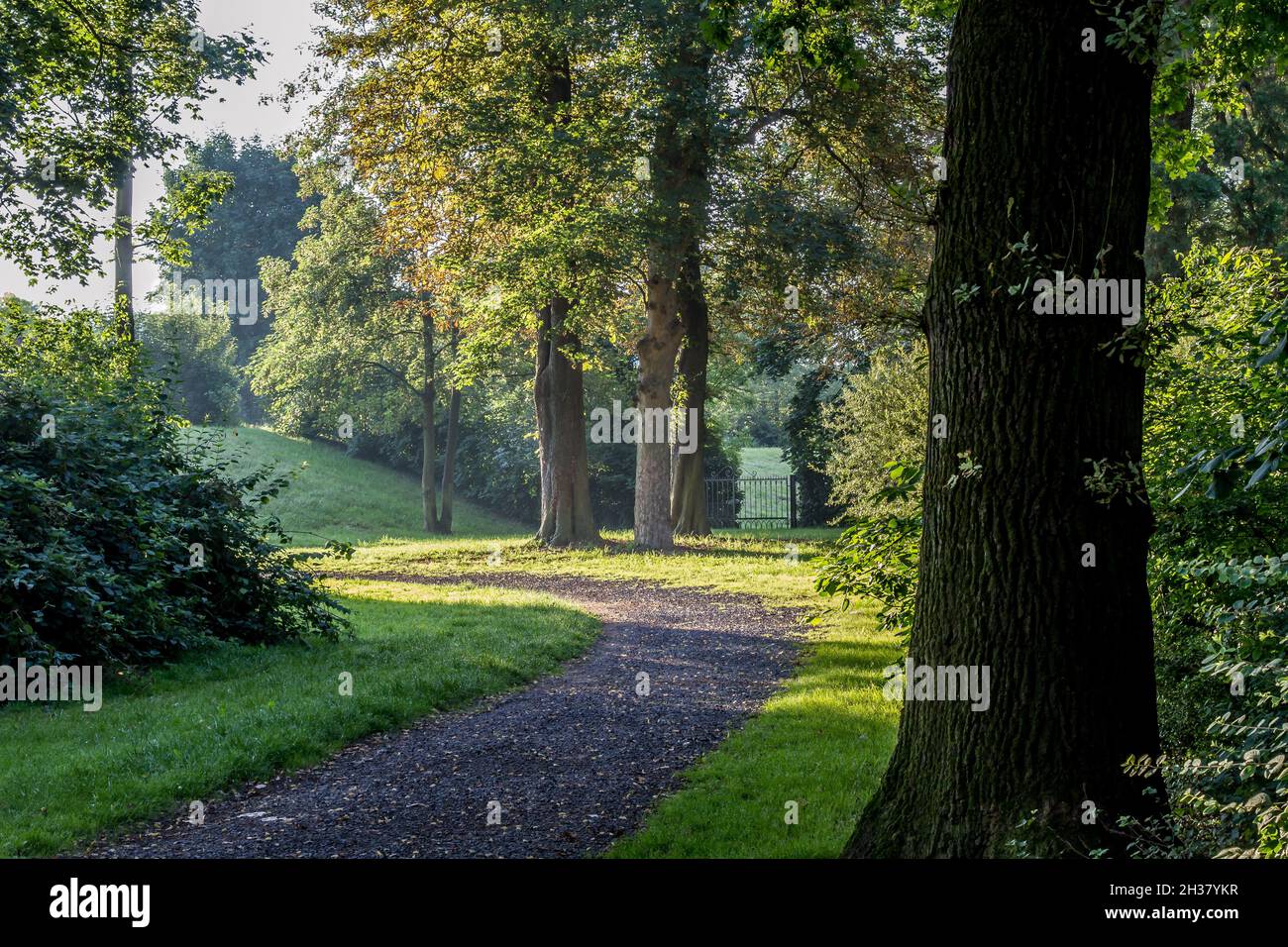A path through a little forest Stock Photo - Alamy