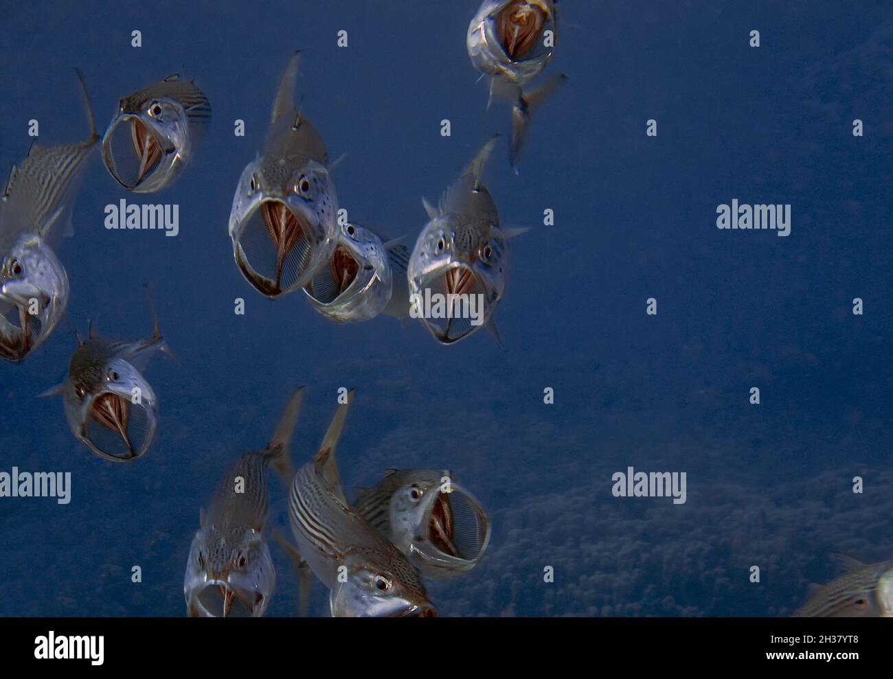A school of Indian Mackerel (Rastrelliger kanagurta) filter feeding in the Red Sea Stock Photo