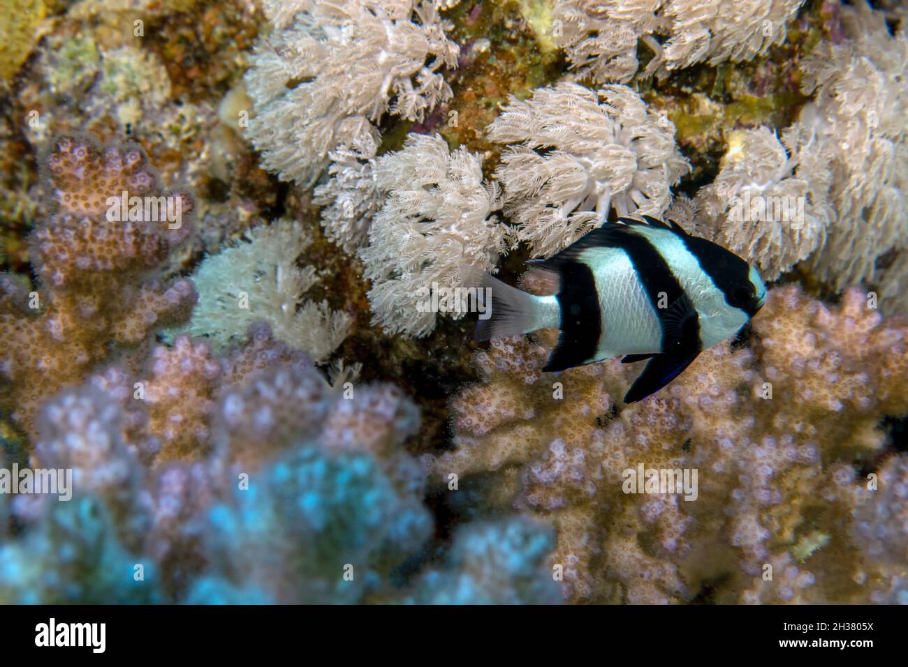 A Humbug Damsel (Dascyllus aruanus) in the Red Sea Stock Photo