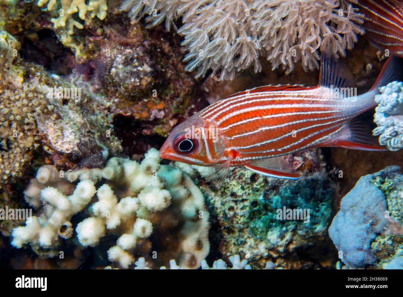 A Crowned Squirrelfish (Sargocentron diadema) in the Red Sea, Egypt Stock Photo