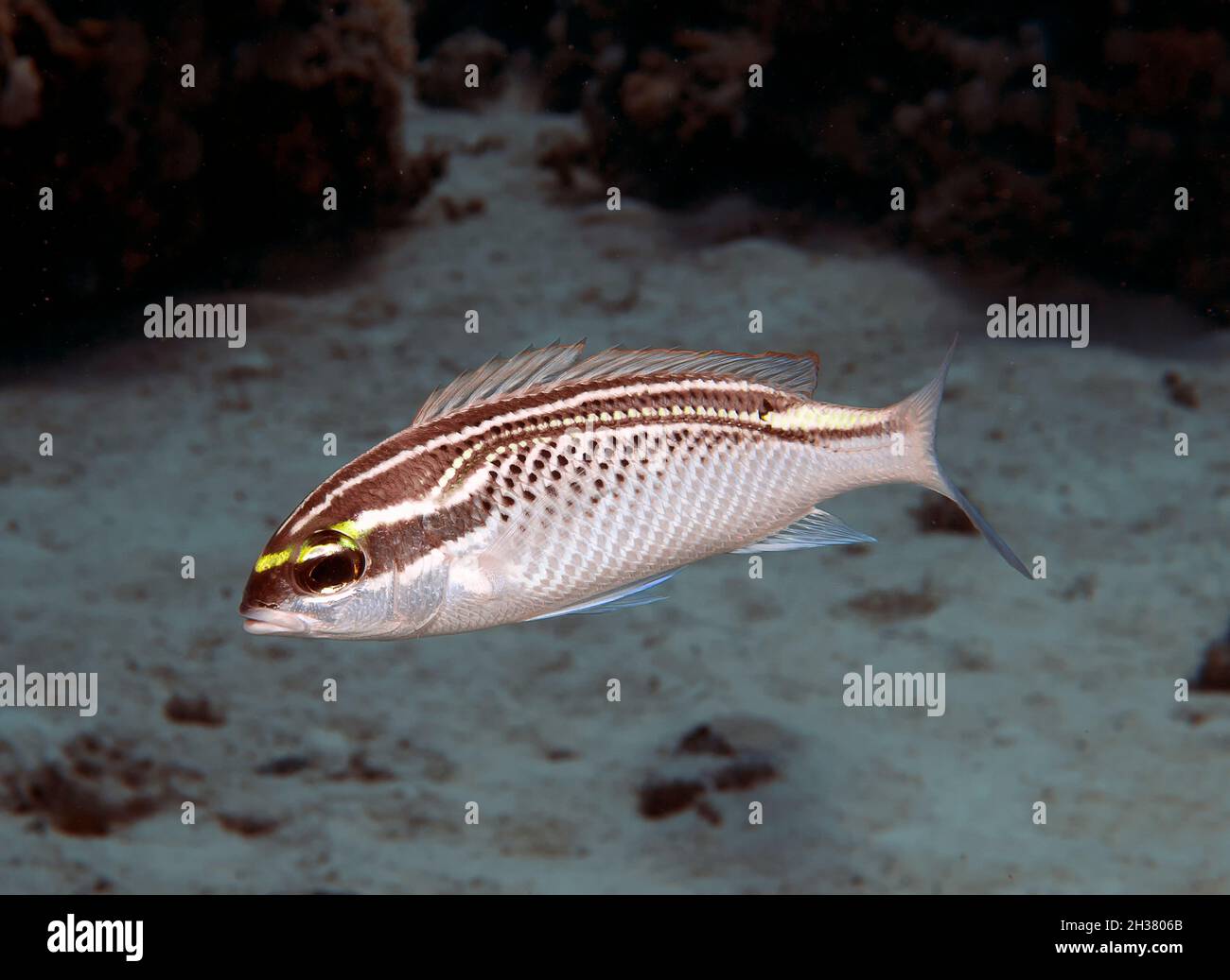An Arabian Threadfin Bream (Scolopsis ghanam) in the Red Sea Stock