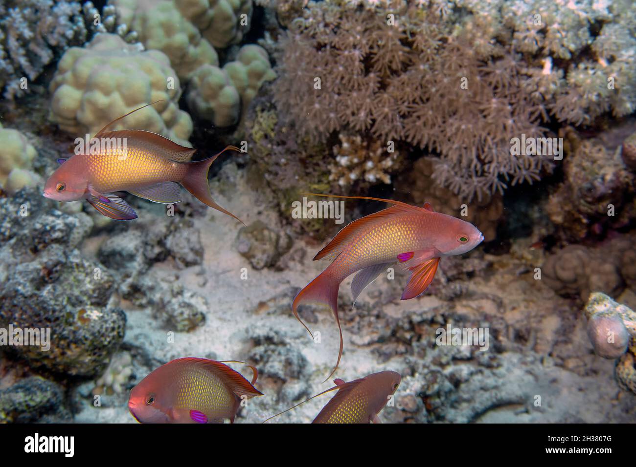 Jewel Fairy Basslets (Pseudanthias squamipinnis) in the Red Sea, Egypt Stock Photo