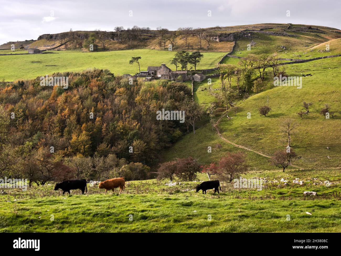 Cattle grazing in an Autumnal Clapdale, above the village of Clapham, Yorkshire Dales National Park Stock Photo