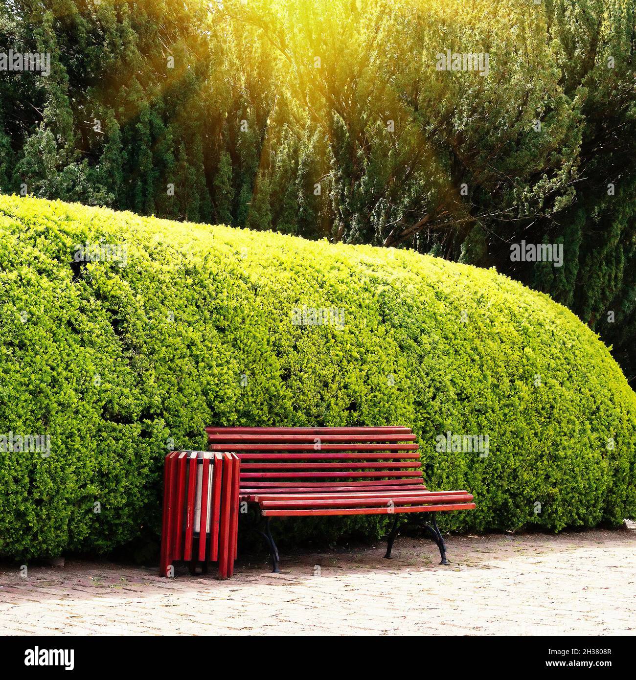 Wooden bench on the background trimmed evergreen shrub in a public park. Summertime. Landscape design concept Stock Photo