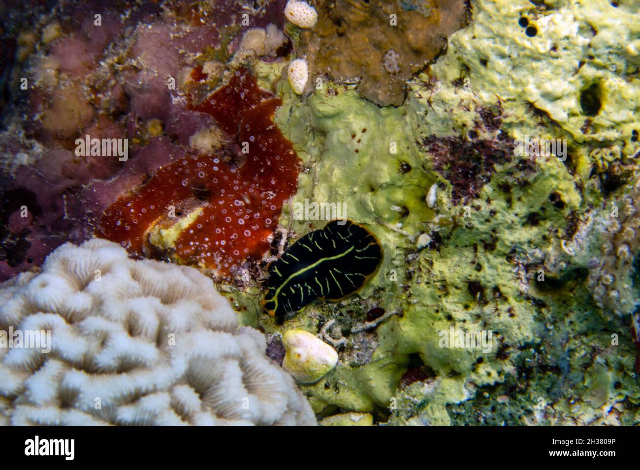 A Divided Flatworm (Pseudoceros dimidiatus) in the Red Sea Stock Photo