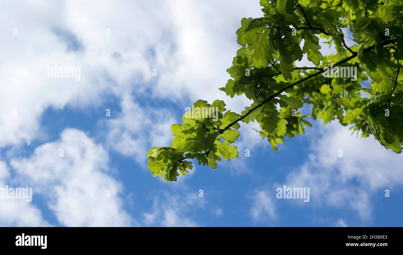 Green leaves on a maple tree against a clear blue sky with white air ...