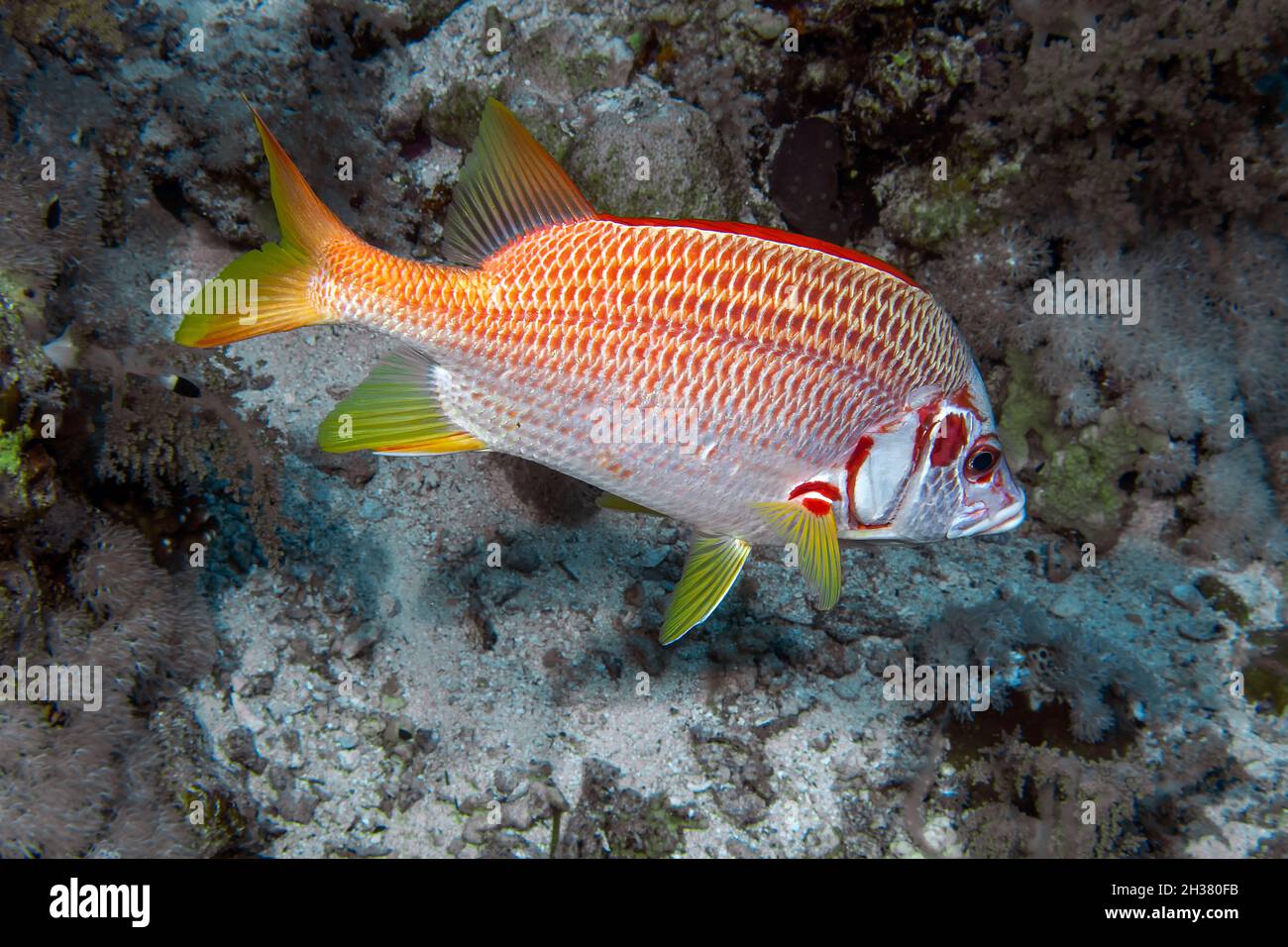 A Giant Squirrelfish (Sargocentron spiniferum) in the Red Sea, Egypt Stock Photo