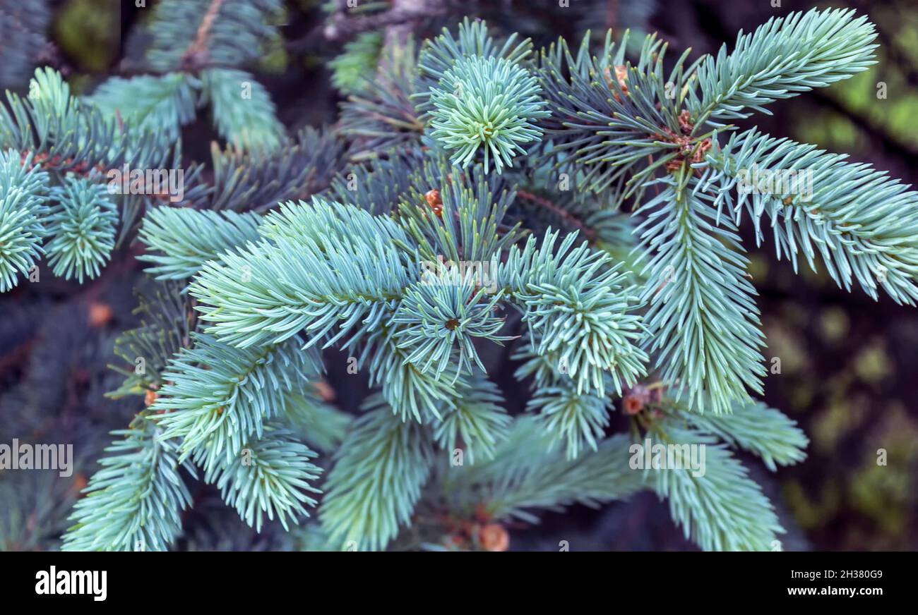 Blue firs hi-res stock photography and images - Alamy