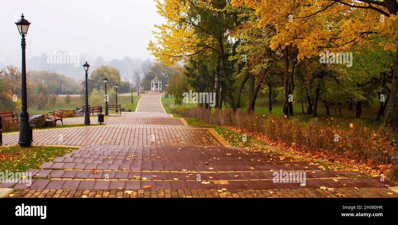 Alley of trees with autumn yellow foliage under the light of lanterns ...
