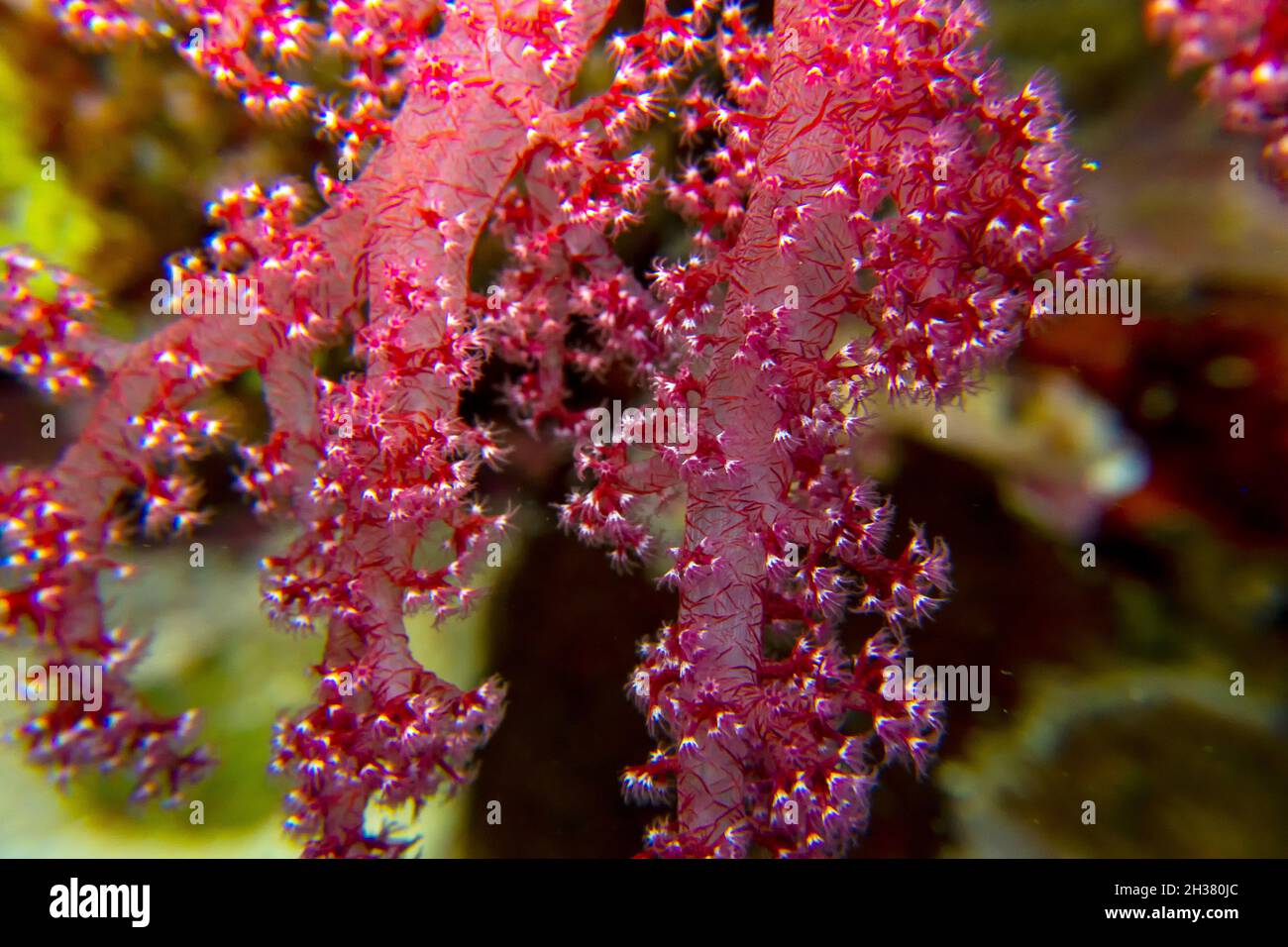 Splendid Knotted Fan Coral (Acabaria spendens) in the Red Sea, Egypt Stock Photo
