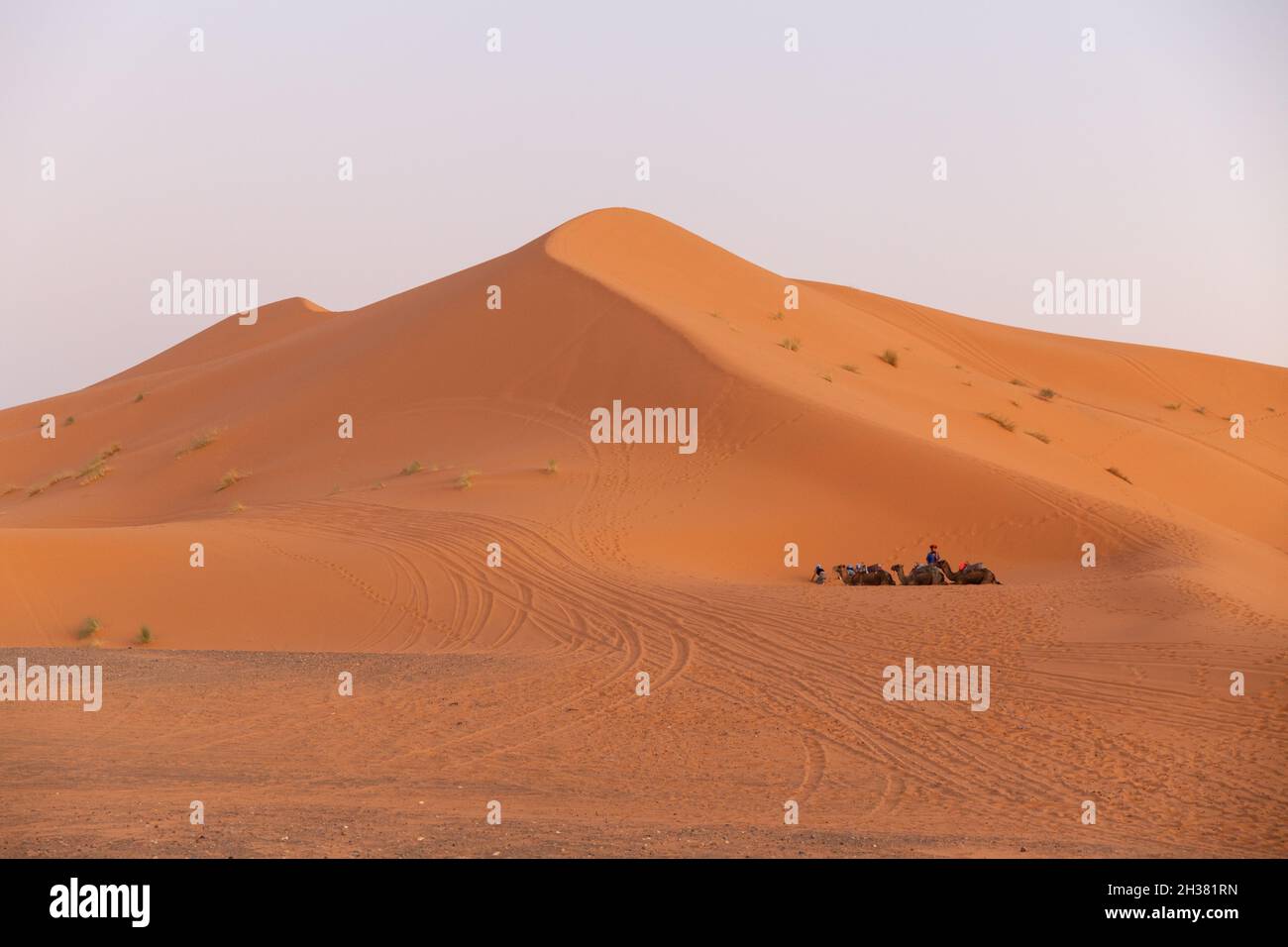 camels resting next to a huge dune in the Sahara desert Stock Photo - Alamy