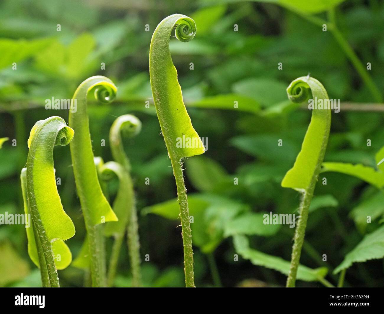 Emerging unfurling fronds (fiddleheads) of Hart’s tongue fern (Asplenium  scolopendrium) create an unworldly Sci-fi scene Cumbria, England, UK Stock Photo