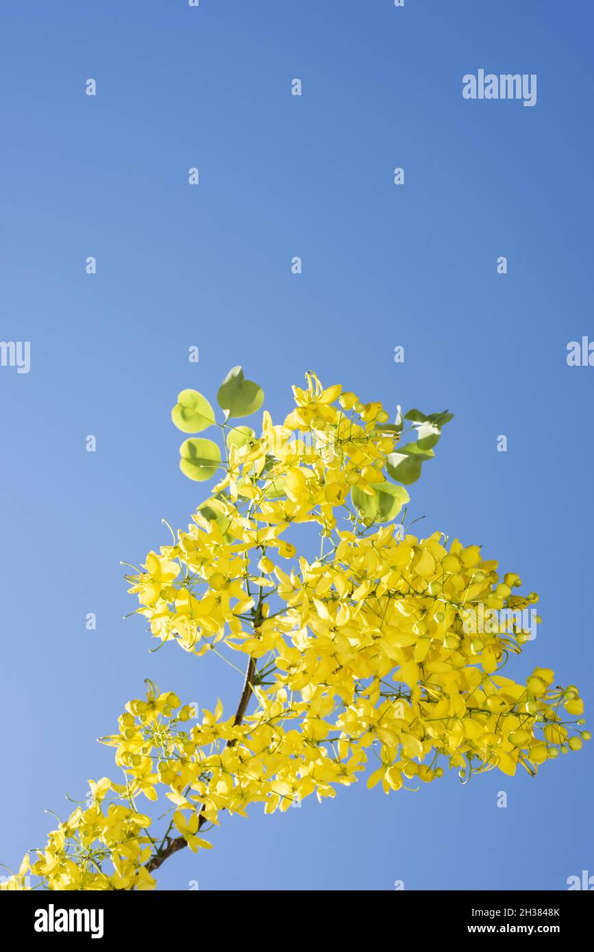 A branch of bright yellow laburnum in springtime Stock Photo