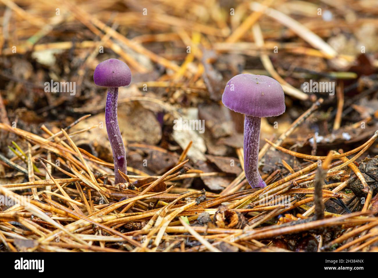 Amethyst deceiver fungi (Laccaria amethystina), UK Stock Photo