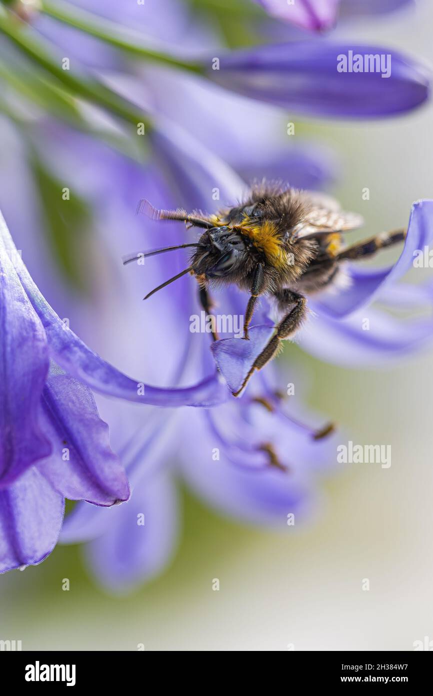 Close-up face to face with a bee sitting on an Agapanthus flower Stock Photo