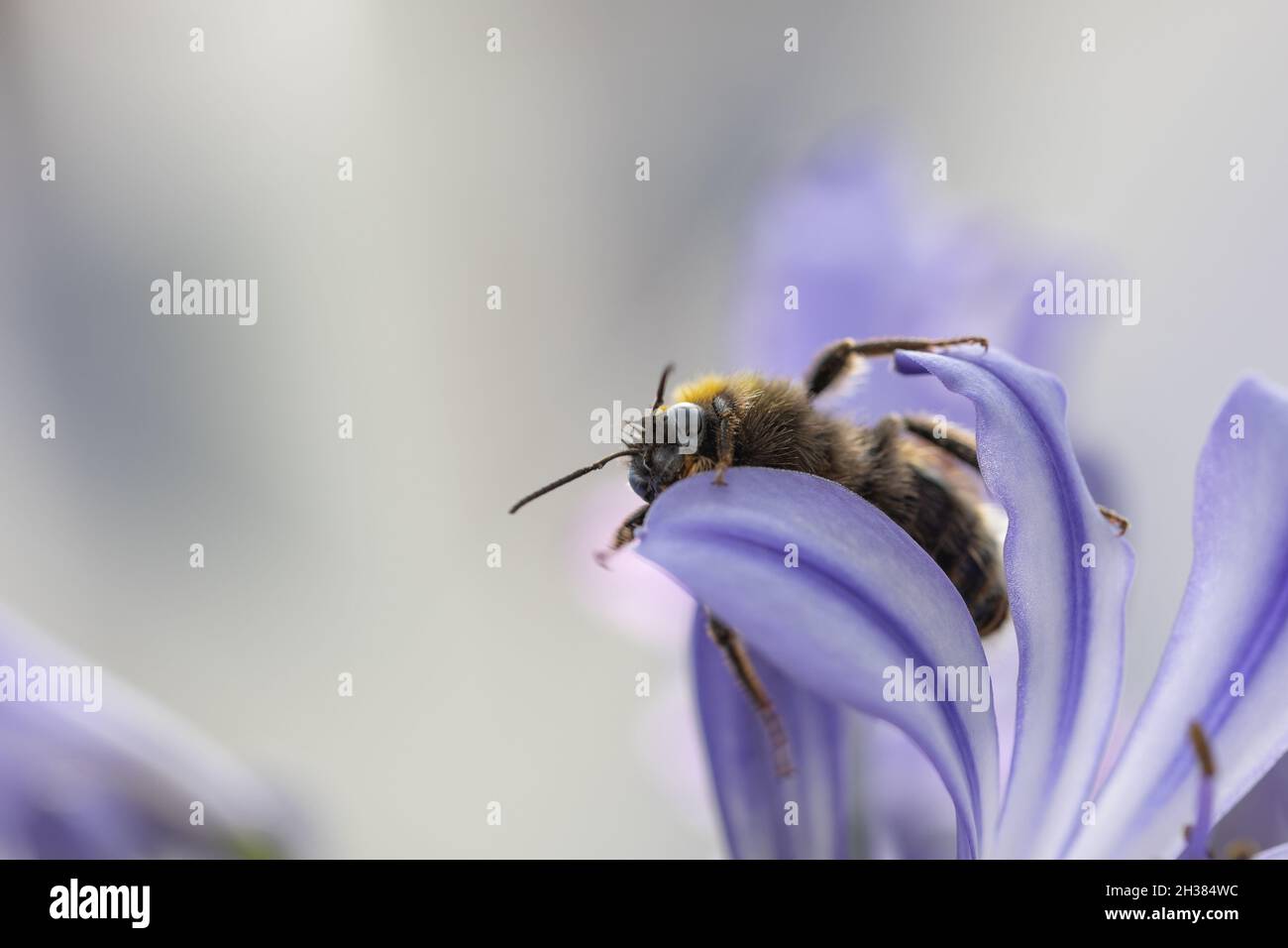 Close-up face to face with a bee sitting an Agapanthus flower Stock Photo