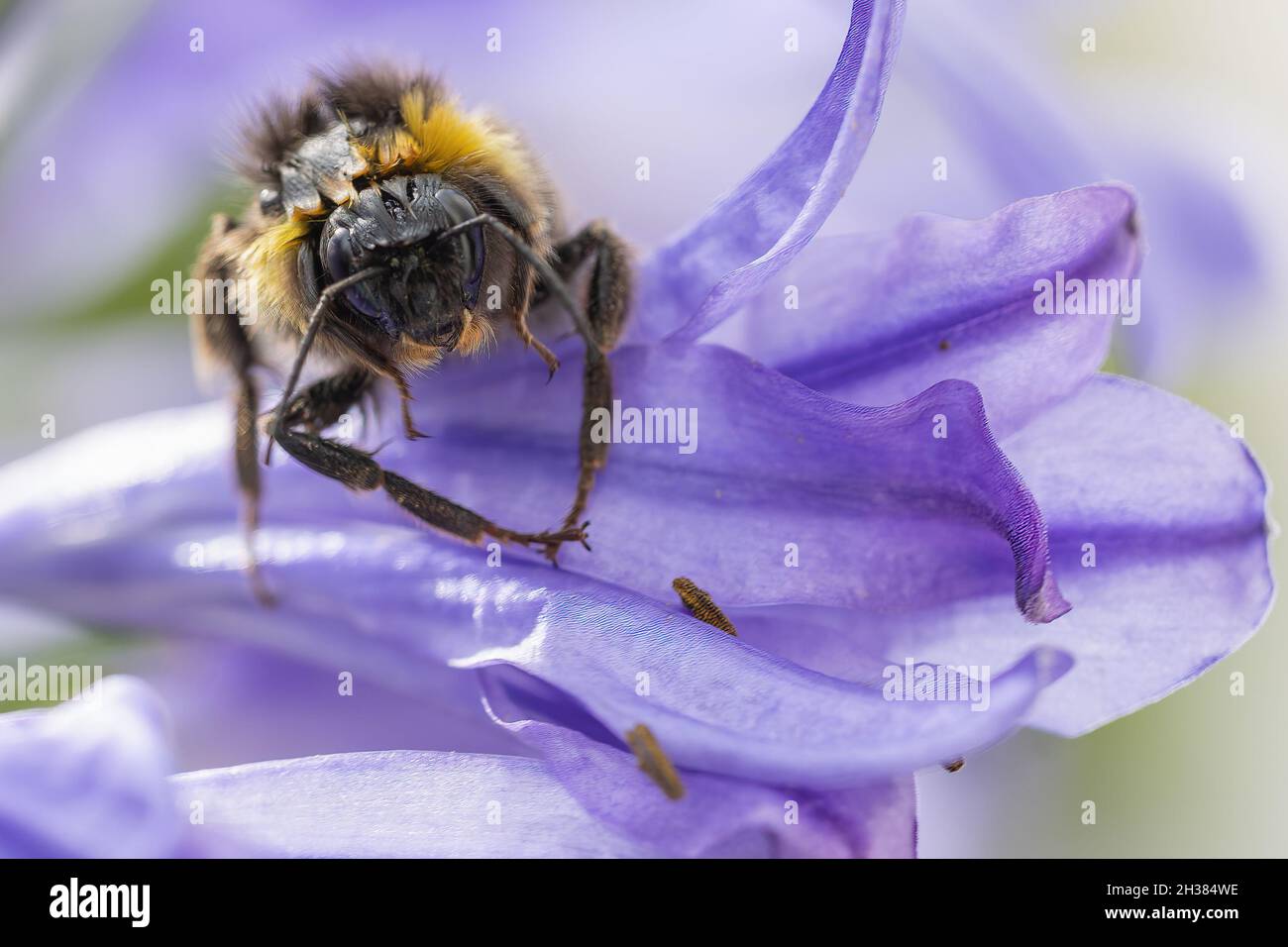 Close-up face to face with a bee sitting on the blossom of an Ag Stock Photo