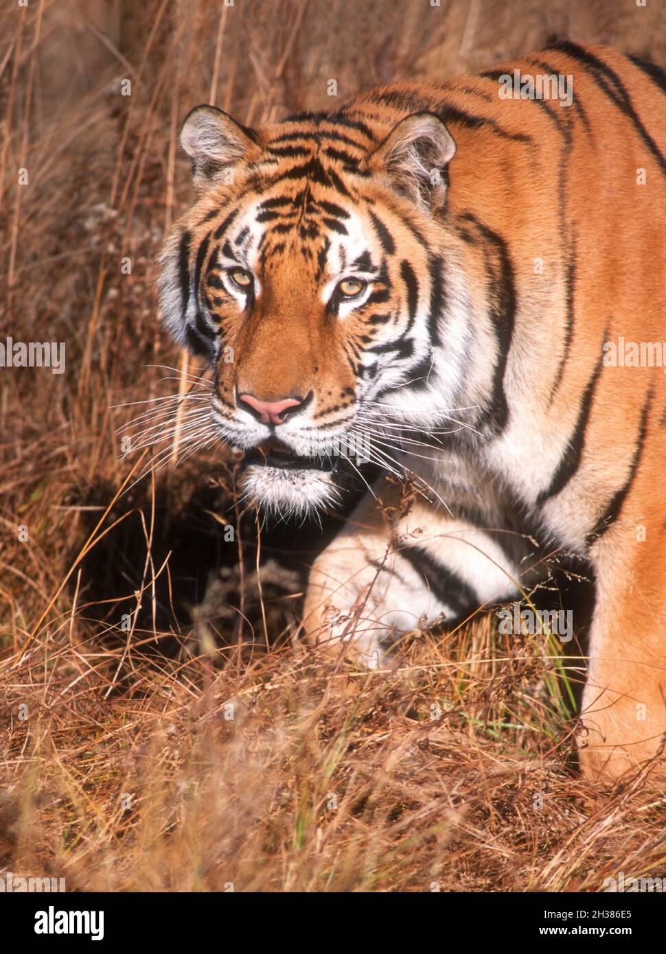 Asia; Southeast Asia; India;  Wildlife; Predators; Felines; Tiger; Panthera tigris; Captive in rescue center. Stock Photo