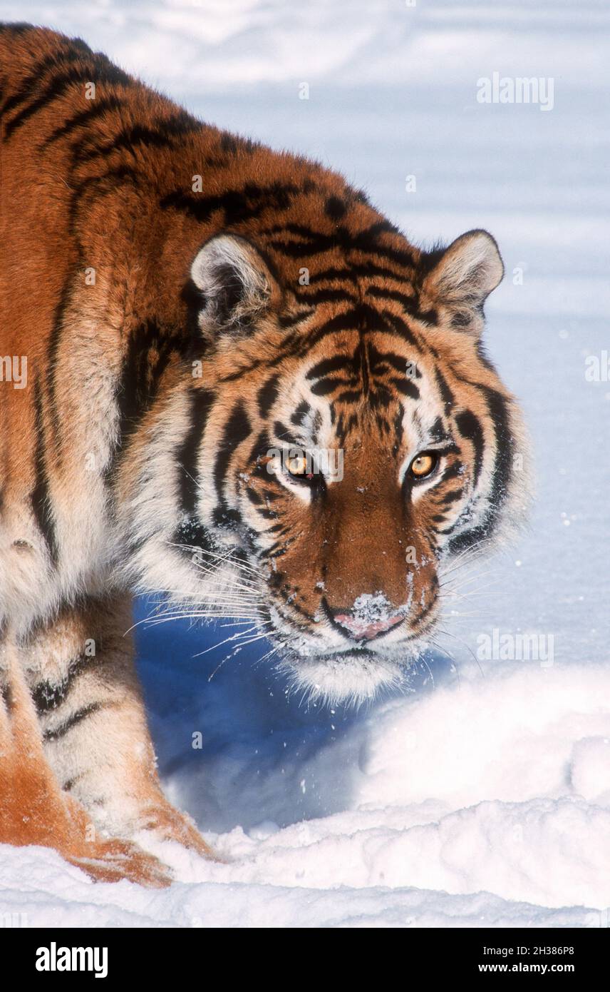 Asia; Russia; Far East; Winter; Wildlife; Predators; Felines; Tiger; Panthera tigris altaica; Largest living felid. Captive in rescue center. Stock Photo