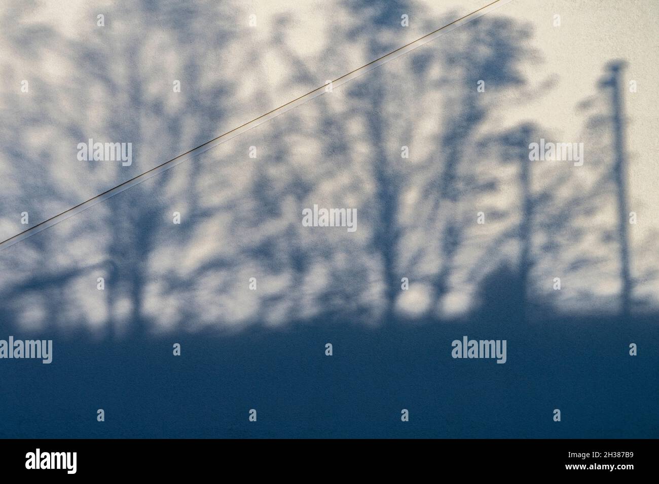 Tree shadows on white wall background Stock Photo