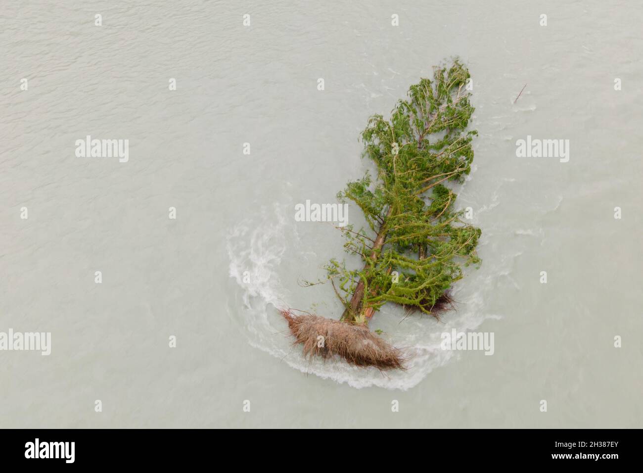 Tree taken by big rain event intensified by climate change. Stock Photo